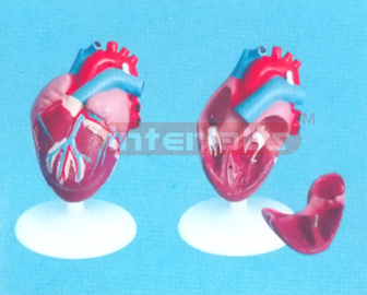 MIDDLE ANATHEART MODEL (4 PCS)